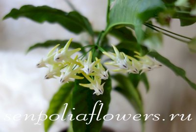 Hoya Multiflora Variegata Хойя Мультифлора Вариегата